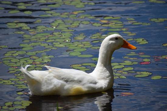 Duck lay eggs more often than chickens.